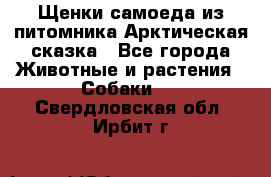 Щенки самоеда из питомника Арктическая сказка - Все города Животные и растения » Собаки   . Свердловская обл.,Ирбит г.